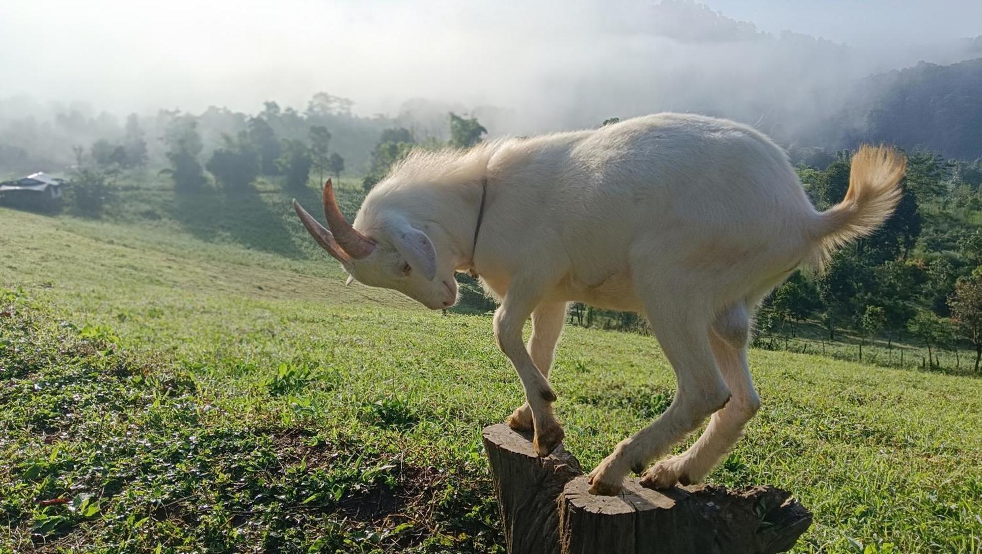 ไร่นิธิสุนทร Nithisoonthon Farmstay Mae Hong Son Eksteriør bilde