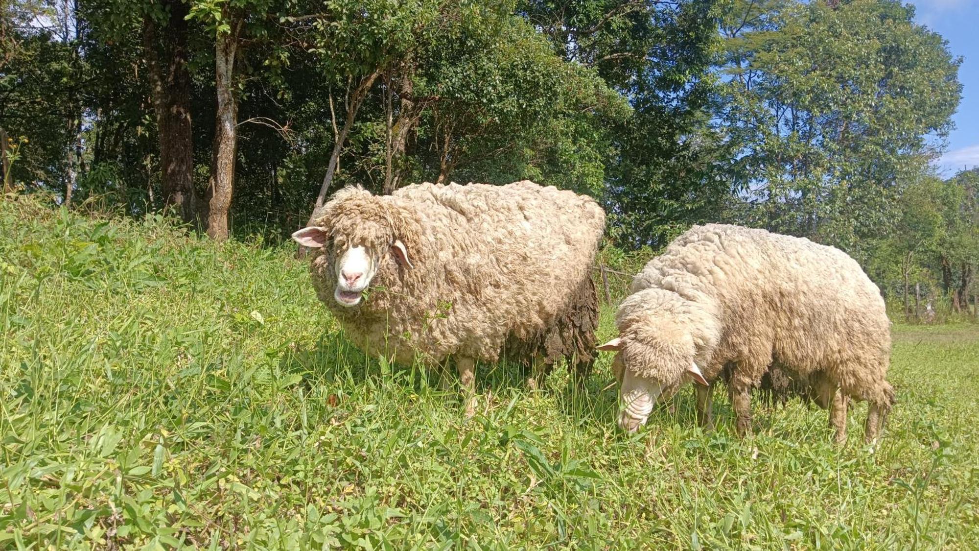 ไร่นิธิสุนทร Nithisoonthon Farmstay Mae Hong Son Eksteriør bilde